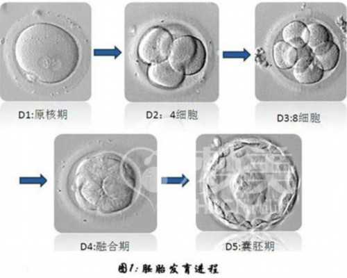 国内预约供卵流程图,衡水三代试管婴儿生子的费用一般都很贵是真的吗